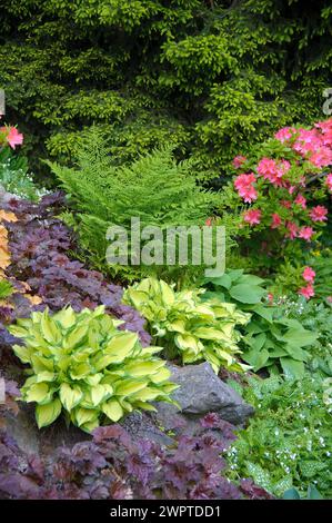 Fonkie de feuilles d'or (Hosta 'Gold Standard'), chausson violet (Heuchera 'Palace Purple'), Hutberg, Saxe, Allemagne Banque D'Images