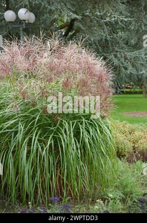 Roseau de Chine (Miscanthus sinensis 'Malepartus') Banque D'Images