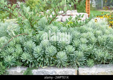 Eluge méditerranéenne (Euphorbia characias SILVER SWAN), Hesse State Garden Show, Giessen, Hesse, Allemagne Banque D'Images