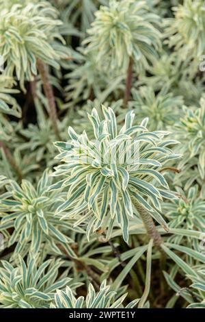 Essoufflement méditerranéen (Euphorbia characias 'Tasmanian Tiger'), assortiment Harry van de Laar jardin, Boskoop, Zuid-Holland, pays-Bas Banque D'Images