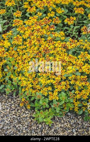 Buttercup Kamchatka (Sedum kamtschaticum), jardin botanique de Bonn, Bonn, Rhénanie du Nord-Westphalie, Allemagne Banque D'Images