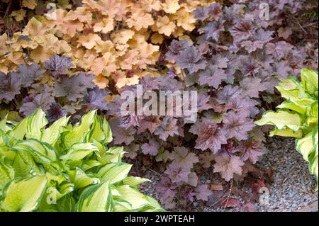 Chausson pourpre (Heuchera 'Palace Purple'), chausson pourpre (Heuchera 'Caramel'), fonkie à feuilles d'or (Hosta 'Gold Standard'), Hutberg, Saxe Banque D'Images