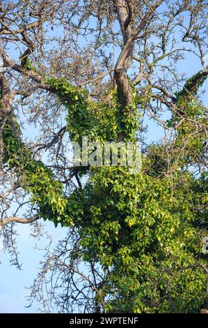 Lierre commune (Hedera Helix), poire (Pyrus communis), Seedorf, Mecklembourg-Poméranie occidentale, Allemagne Banque D'Images