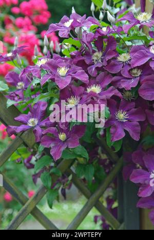 Clématites à grandes fleurs (clématites 'le Vagabond'), 81 Banque D'Images