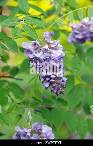 Pluie bleue américaine (Wisteria frutescens 'Amethyst Falls'), Laussnitz, Saxe, Allemagne Banque D'Images