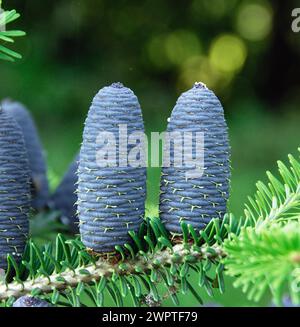 Abies koreana Banque D'Images