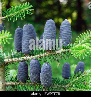 Abies koreana Banque D'Images