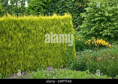 Cyprès de Leyland (Cupressocyparis leylandii 'Castlewellan Gold'), de Tuinen van Appeltern, Gueldre, pays-Bas Banque D'Images