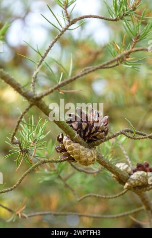 PIN de Banks (Pinus banksiana), Parc forestier de Tharandt, Tharandt, Saxe, Allemagne Banque D'Images