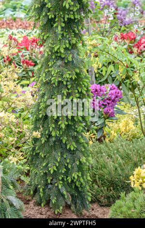 Épinette de Serbie (Picea omorika 'pendula bruns'), Rhodo 2014, Bad Zwischenahn, basse-Saxe, Allemagne Banque D'Images