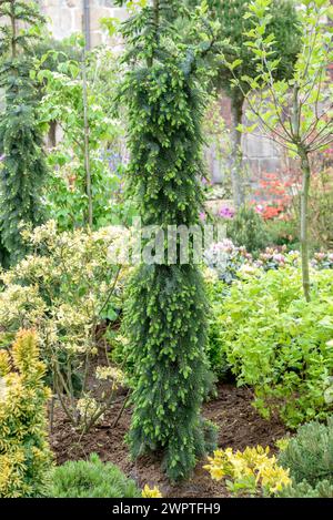 Épinette de Serbie (Picea omorika 'pendula bruns'), Rhodo 2014, Bad Zwischenahn, basse-Saxe, Allemagne Banque D'Images