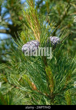 PIN suisse (Pinus cembra), Rhodo 2014, Bad Zwischenahn, basse-Saxe, Allemagne Banque D'Images