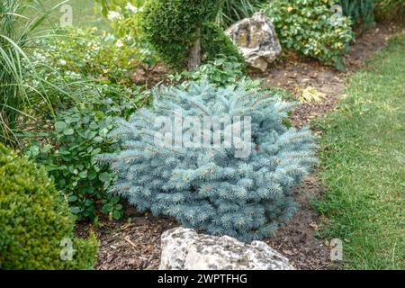 Épinette bleue (Picea pungens 'glauca globosa'), Michaelisberg, Bamberg, Bavière, Allemagne Banque D'Images