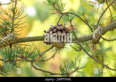 PIN de Banks (Pinus banksiana), Parc forestier de Tharandt, Tharandt, Saxe, Allemagne Banque D'Images