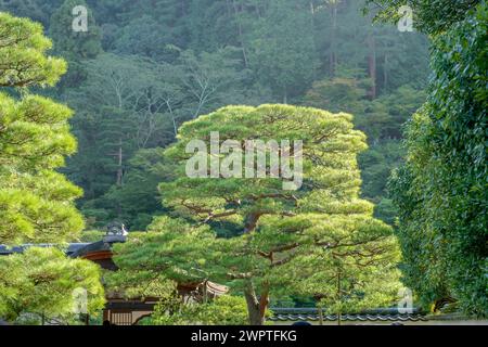 PIN rouge japonais (Pinus densiflora), route forestière Super Rindo, Kyoto, Honshu, Japon Banque D'Images