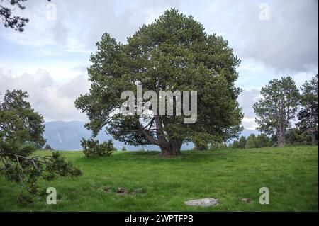 PIN à hameçon (Pinus mugo subsp. Uncinata), Col de Ordino, la Vella, Andorre, Andorre Banque D'Images