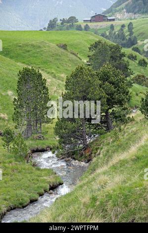 PIN à hameçon (Pinus mugo subsp. Uncinata), Col de Ordino, la Vella, Andorre, Andorre Banque D'Images