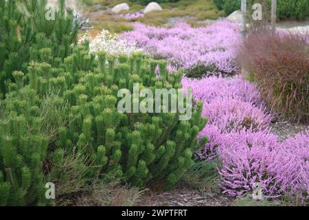 Pin sylvestre (Pinus mugo var. Pumilio), parc des rochers, Nochten, 81 Banque D'Images