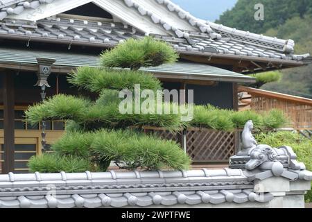 PIN noir japonais (Pinus thunbergii), route forestière de Super Rindo, Nara, Honshu, Japon Banque D'Images