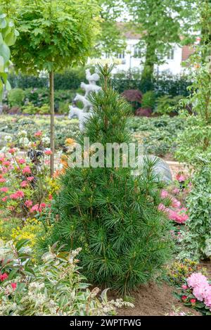 Japonais pin parapluie japonais (Sciadopitys verticillata), Rhodo 2014, Bad Zwischenahn, basse-Saxe, Allemagne Banque D'Images