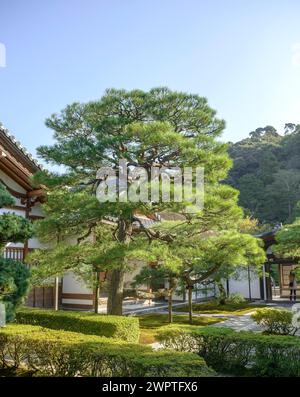 PIN noir japonais (Pinus thunbergii), route forestière Super Rindo, Kyoto, Honshu, Japon Banque D'Images