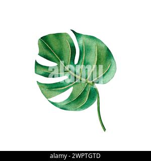 Feuille de monstera tropicale. Illustration aquarelle isolée sur fond blanc Banque D'Images