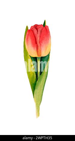 Aquarelle fleur de tulipe dessinée à la main isolé sur le fond blanc. Fleurs printanières. Banque D'Images