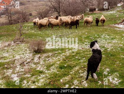 Un chiot border collie rencontre des moutons dans une ferme. Banque D'Images