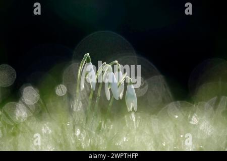 Gouttes de neige dans la rosée du matin, février, Allemagne Banque D'Images