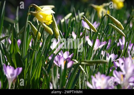 Jonquilles et crocus dans un pré, février, Allemagne Banque D'Images