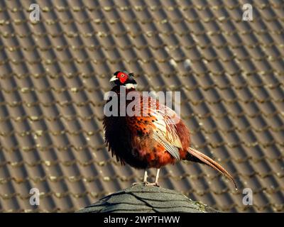 Un faisan au visage rouge vif regarde au loin depuis un toit, chassant le faisan (Phasianus colchicus), Ilsede, basse-Saxe, Allemagne Banque D'Images