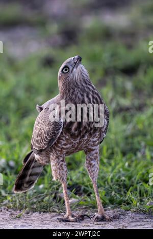 Silver Singing Goshawk, également connu sous le nom de pale chanting Goshawk (Melierax canorus) Juvenile, Madikwe Game Reserve, North West Province, Afrique du Sud, RSA Banque D'Images