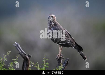 Silver Singing Goshawk, également connu sous le nom de pale chanting Goshawk (Melierax canorus) Juvenile, Madikwe Game Reserve, North West Province, Afrique du Sud, RSA Banque D'Images