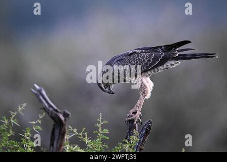 Silver Singing Goshawk, également connu sous le nom de pale chanting Goshawk (Melierax canorus) Juvenile, Madikwe Game Reserve, North West Province, Afrique du Sud, RSA Banque D'Images