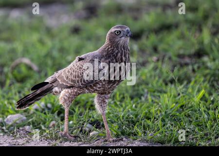 Silver Singing Goshawk, également connu sous le nom de pale chanting Goshawk (Melierax canorus) Juvenile, Madikwe Game Reserve, North West Province, Afrique du Sud, RSA Banque D'Images