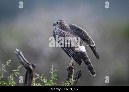 Silver Singing Goshawk, également connu sous le nom de pale chanting Goshawk (Melierax canorus) Juvenile, Madikwe Game Reserve, North West Province, Afrique du Sud, RSA Banque D'Images