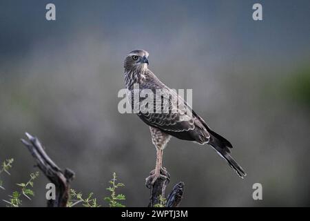 Silver Singing Goshawk, également connu sous le nom de pale chanting Goshawk (Melierax canorus) Juvenile, Madikwe Game Reserve, North West Province, Afrique du Sud, RSA Banque D'Images