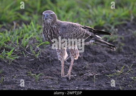 Silver Singing Goshawk, également connu sous le nom de pale chanting Goshawk (Melierax canorus) Juvenile, Madikwe Game Reserve, North West Province, Afrique du Sud, RSA Banque D'Images