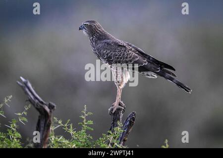 Silver Singing Goshawk, également connu sous le nom de pale chanting Goshawk (Melierax canorus) Juvenile, Madikwe Game Reserve, North West Province, Afrique du Sud, RSA Banque D'Images