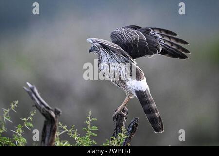 Silver Singing Goshawk, également connu sous le nom de pale chanting Goshawk (Melierax canorus) Juvenile, Madikwe Game Reserve, North West Province, Afrique du Sud, RSA Banque D'Images