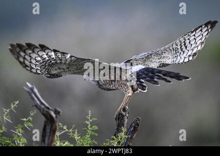 Silver Singing Goshawk, également connu sous le nom de pale chanting Goshawk (Melierax canorus) Juvenile, Madikwe Game Reserve, North West Province, Afrique du Sud, RSA Banque D'Images