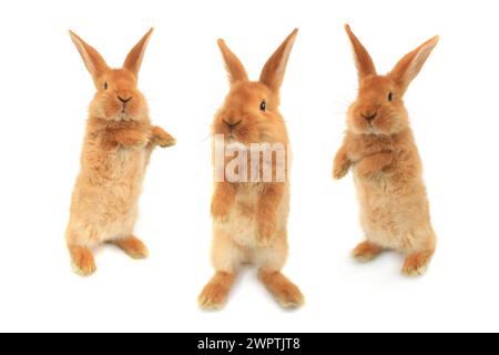 trois lapins debout sur un fond blanc Banque D'Images