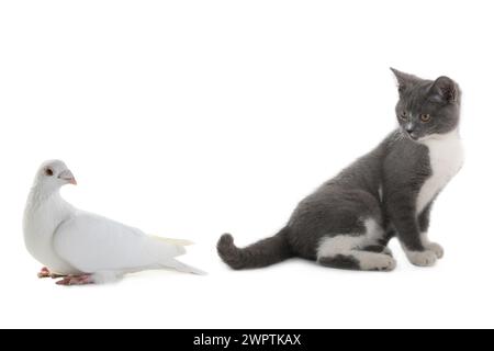 chat et pigeon sur fond blanc Banque D'Images