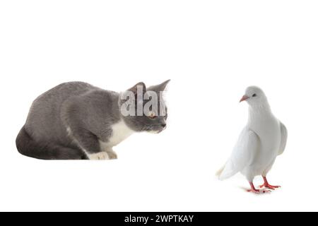 chat et pigeon sur fond blanc Banque D'Images