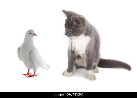 chat et pigeon sur fond blanc Banque D'Images