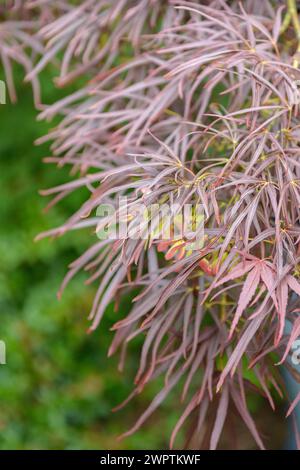 Érable japonais (Acer palmatum 'Atrolineare'), Exbury Gardens, Exbury, Angleterre, Grande-Bretagne Banque D'Images