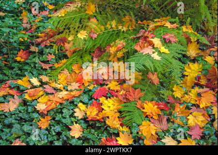 Érable japonais duveteux (Acer japonicum), lierre commun (Hedera Helix), Villa Weisse, Kamenz, Saxe, Allemagne Banque D'Images