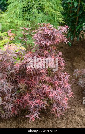 Érable en éventail (Acer palmatum 'Skeeter's Broom'), Rhodo 2014, Bad Zwischenahn, basse-Saxe, Allemagne Banque D'Images