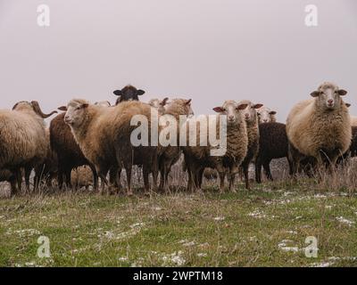 Un troupeau de moutons sur un pâturage au printemps. Il y a encore de la neige parmi l'herbe verte. Une photo esthétique entre ciel et terre. Banque D'Images