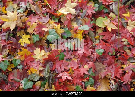 Feuilles d'automne, érable en éventail japonais (Acer palmatum 'Osakazuki'), lierre commun (Hedera Helix), Treblitzsch Park, Treblitzsch, 81 Banque D'Images